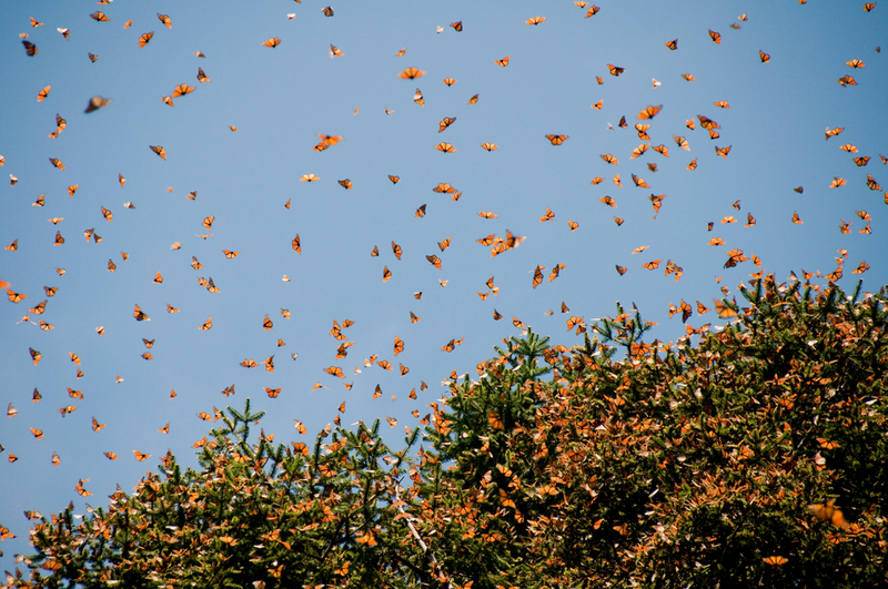 Illustration for article titled Mysterious Radar Cloud Over the Midwest Was Actually... Butterflies